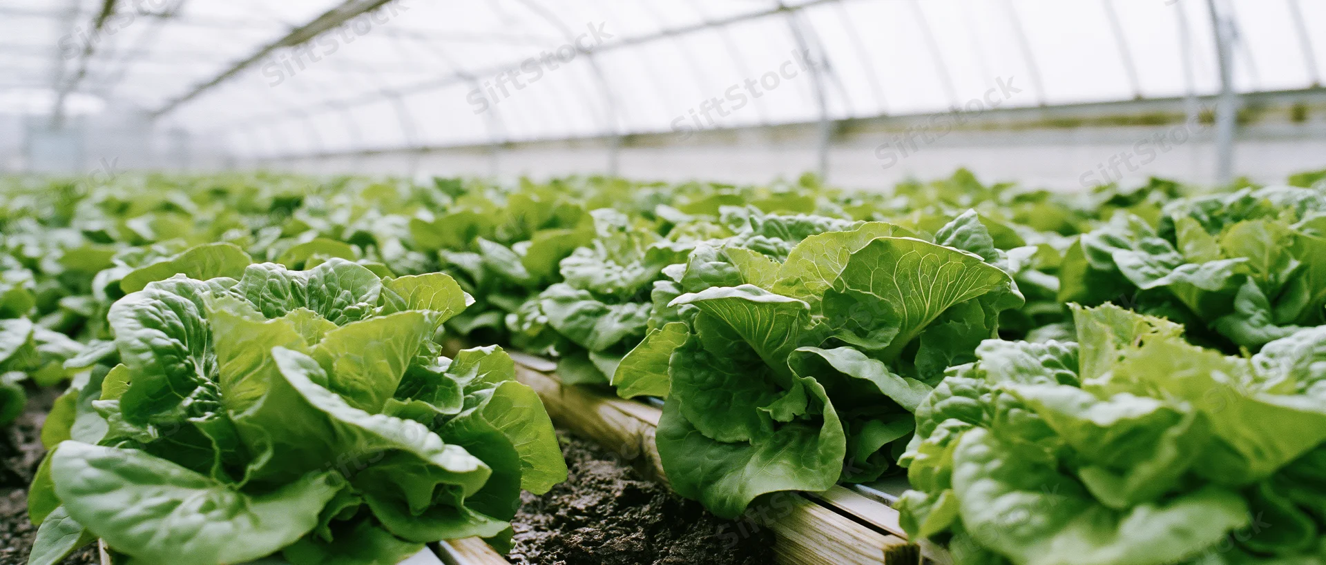 Rows of mature lettuce growing in raised wooden beds inside a greenhouse