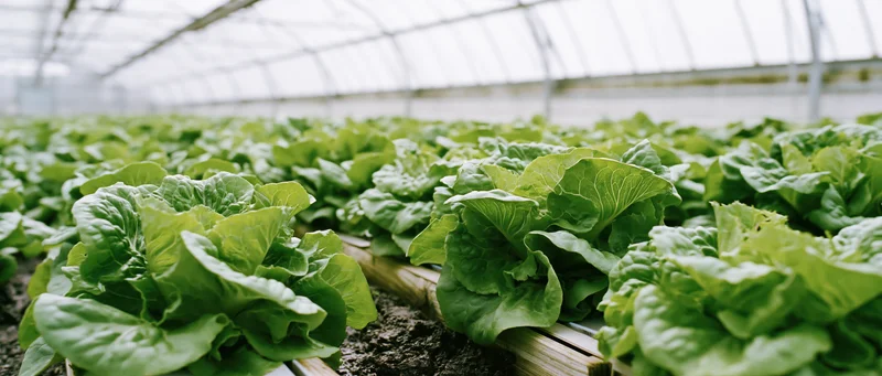 Rows of mature lettuce growing in raised wooden beds inside a greenhouse