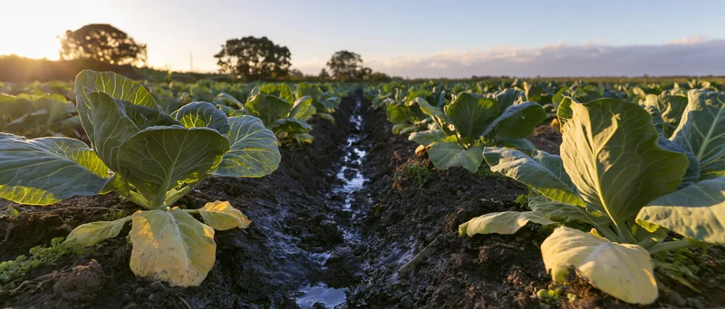 Rows of young cabbage plants growing in a field with irrigation furrows at sunrise