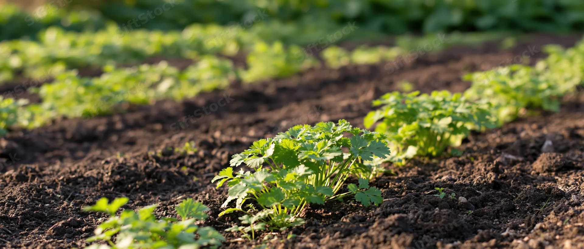 Rows of young celery plants growing in dark tilled soil in a garden field