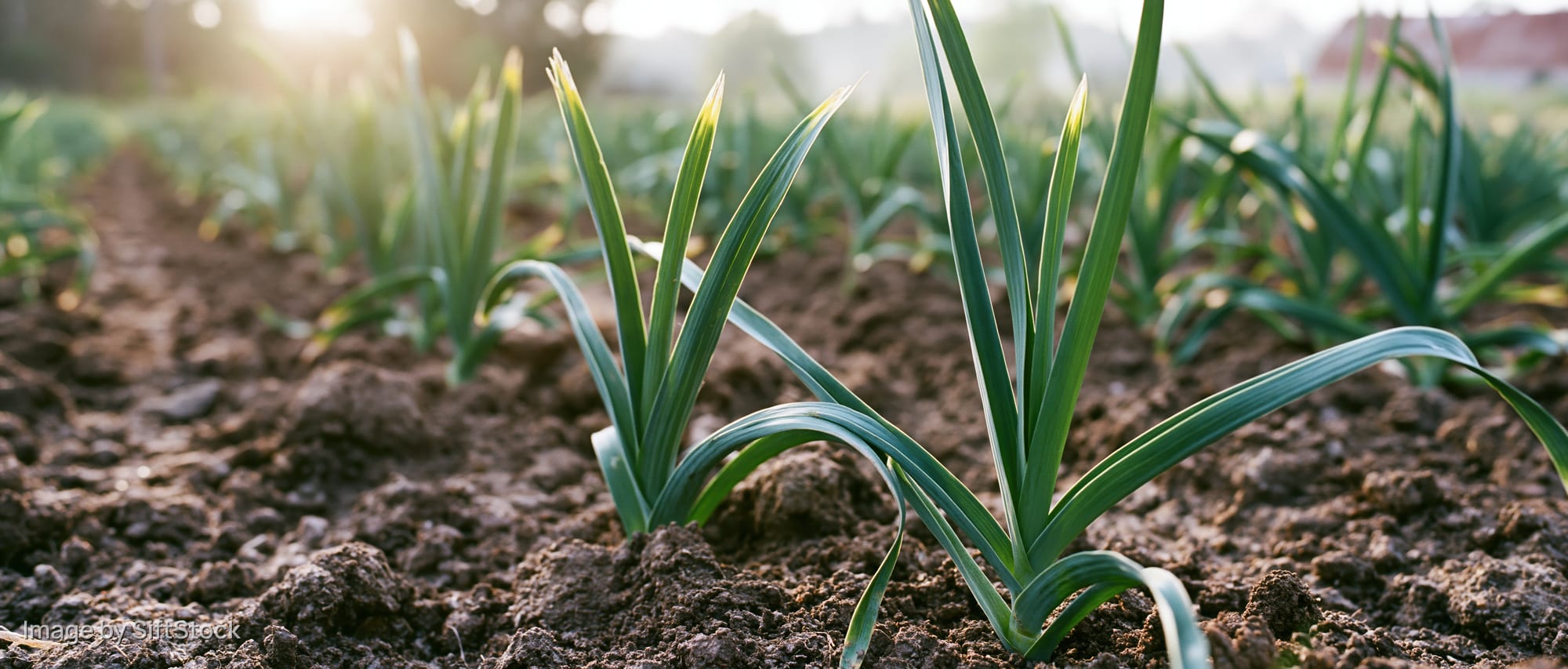 Young garlic and leek plants growing in rows in tilled soil under sunlight