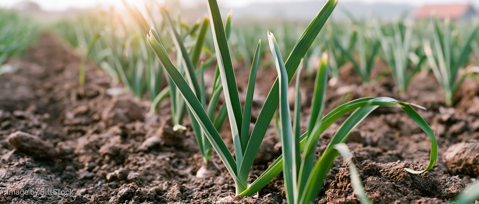 Young garlic plants growing in rows in a tilled field