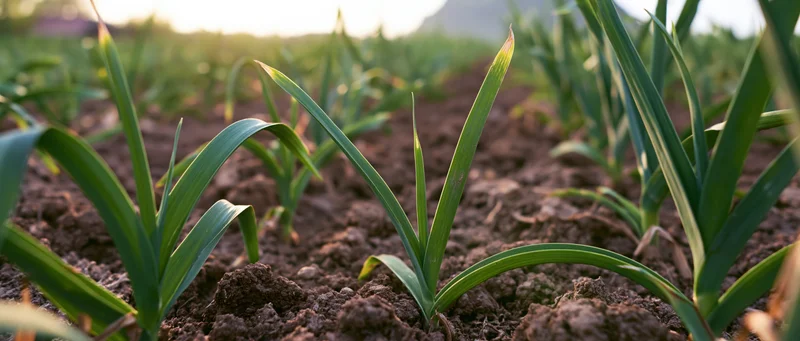 Young garlic plants growing in rows in a tilled field