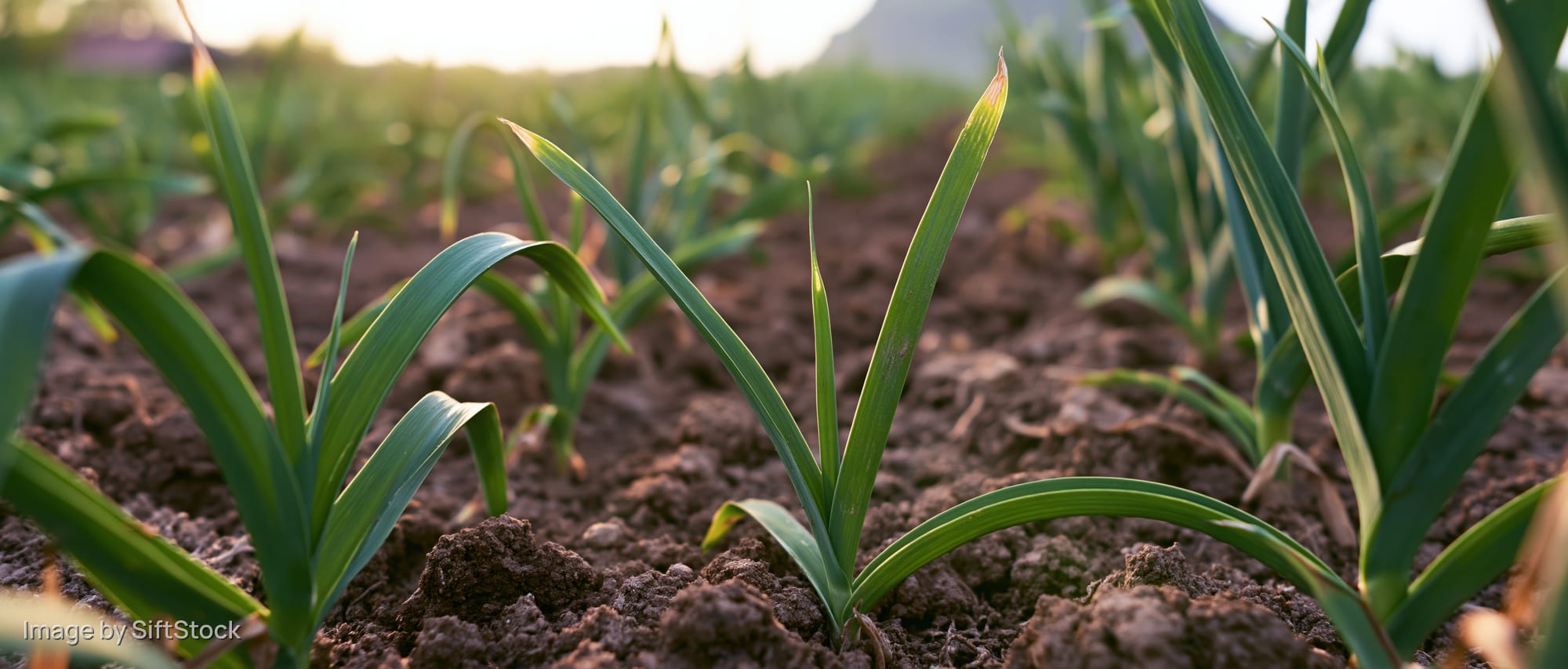 Young garlic plants growing in rows in a tilled field
