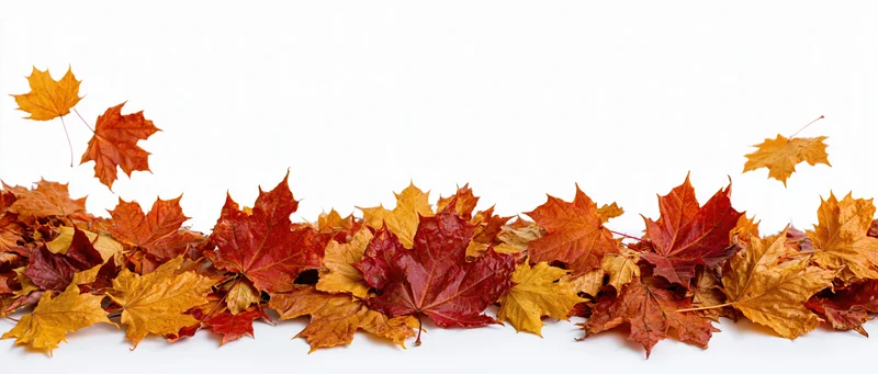 Scattered autumn maple leaves arranged along the bottom edge on white background