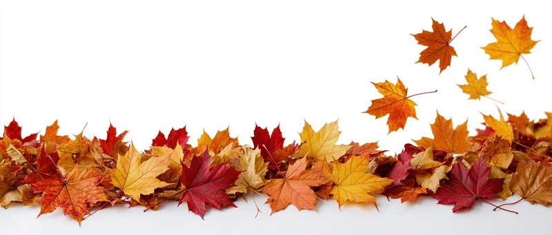 Scattered autumn maple leaves arranged along the bottom edge with some floating above on white background