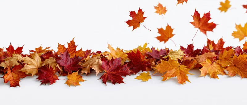 Scattered autumn maple leaves arranged along the bottom edge on white background