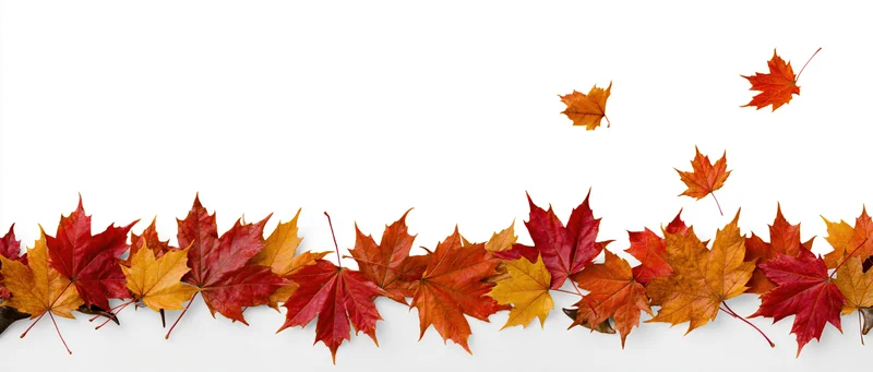Scattered autumn maple leaves arranged along the bottom edge on white background