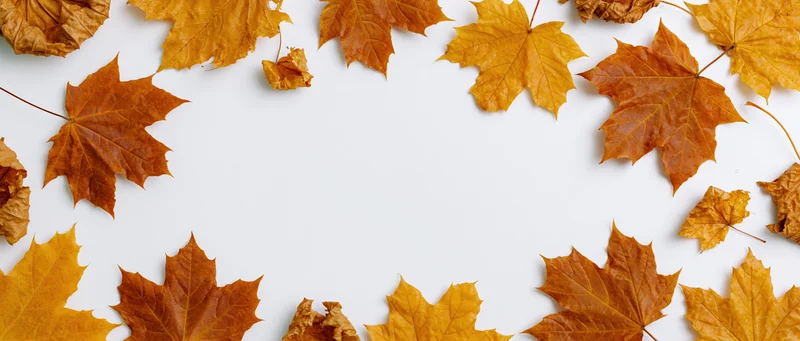 Dried maple leaves arranged as a border frame on white background