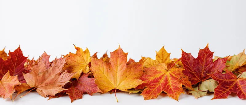 Scattered autumn maple leaves arranged in a dense horizontal border on white background