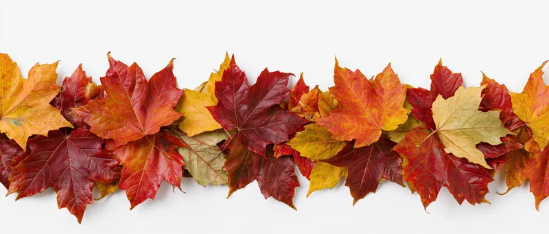 Horizontal arrangement of colorful autumn maple leaves on white background