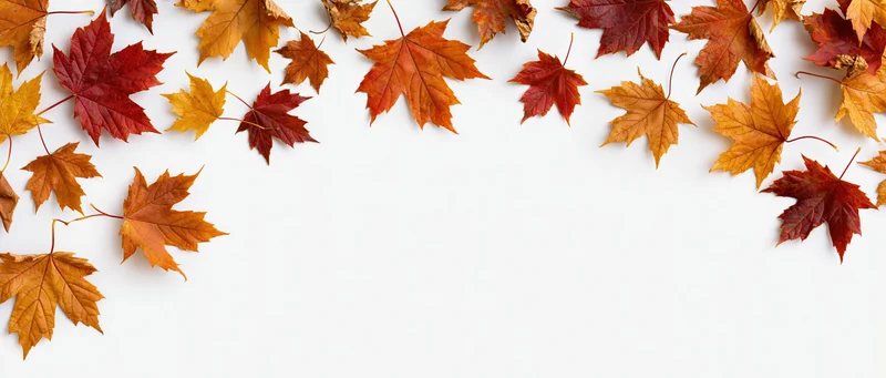 Scattered autumn maple leaves arranged along the top edge of a white surface, leaving copyspace below