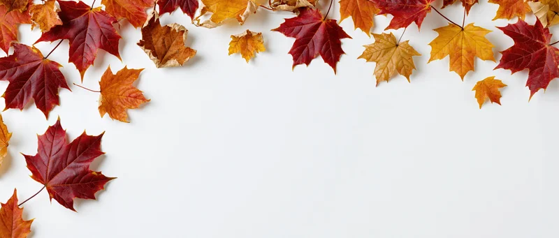 Scattered autumn maple leaves arranged along the top edge of a white surface, leaving copyspace below