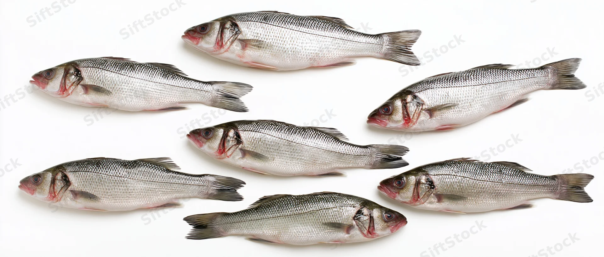 Seven fresh whole sea bass fish arranged in scattered pattern on white background