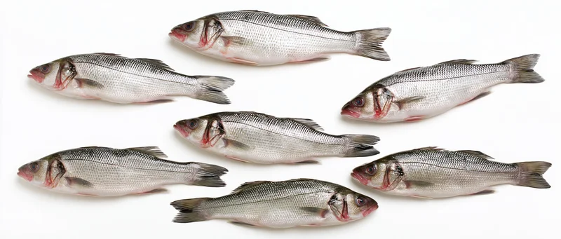 Seven fresh whole sea bass fish arranged in scattered pattern on white background