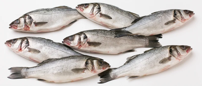 Seven fresh whole sea bass fish arranged in scattered pattern on white background