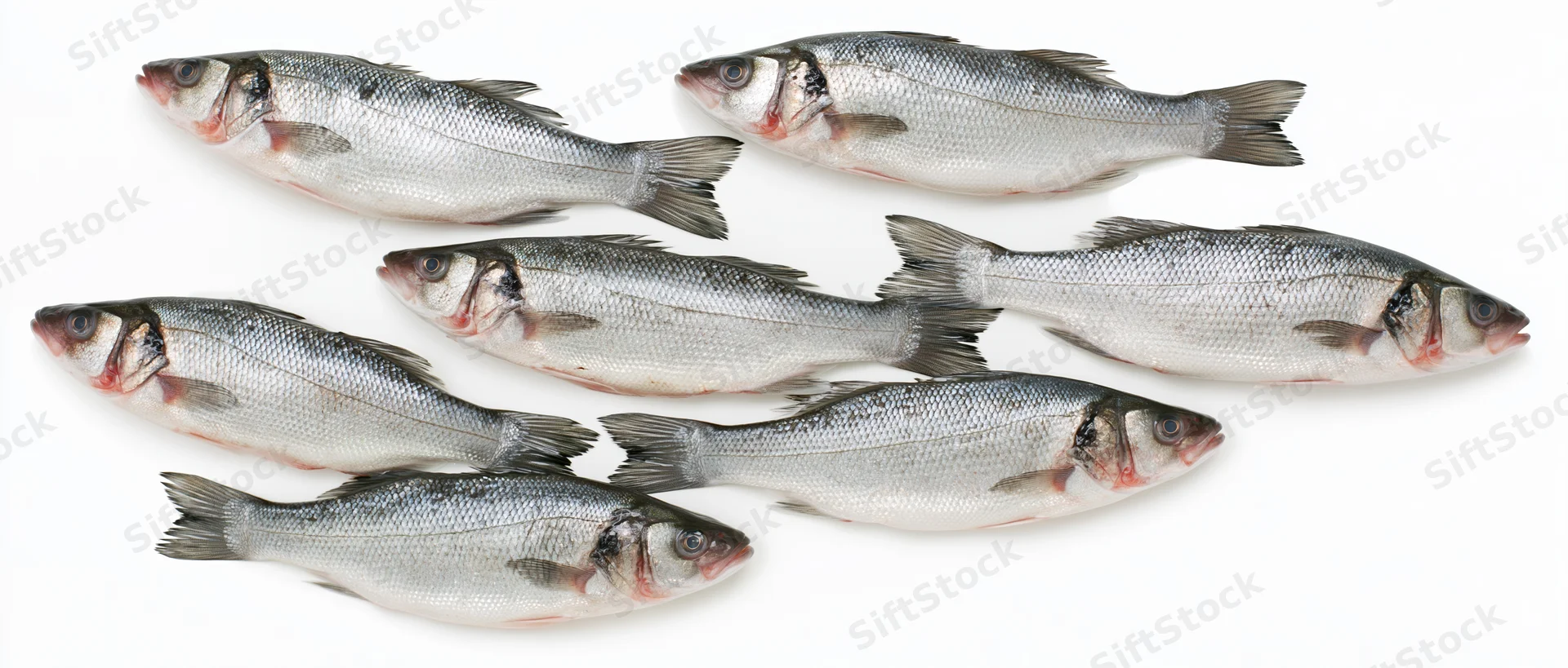 Seven fresh whole sea bass fish arranged in scattered pattern on white background
