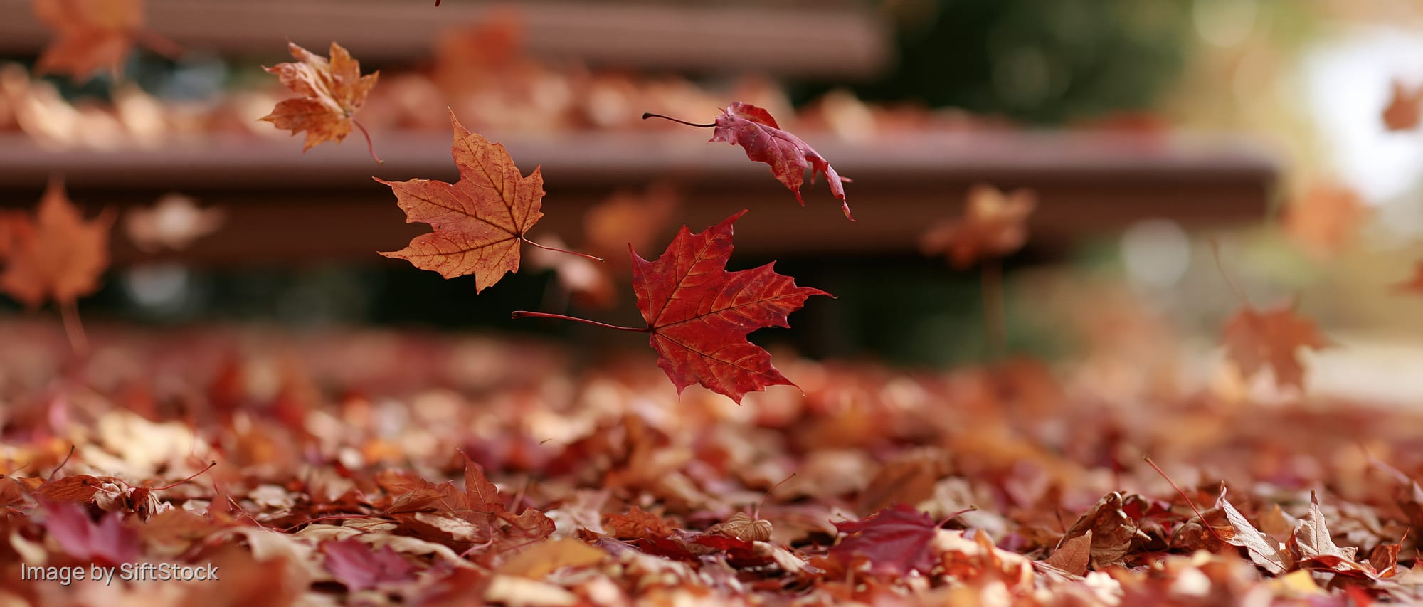 Maple leaves falling in motion over a carpet of autumn foliage in a park setting
