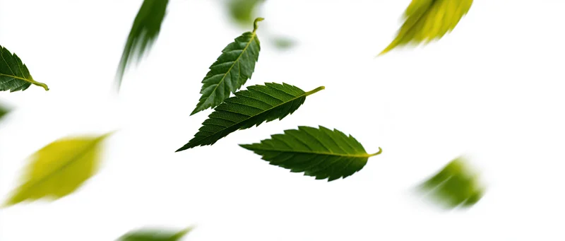 Green leaves falling midair against white background