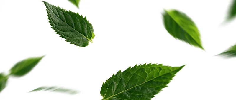 Green leaves floating mid-air against white background