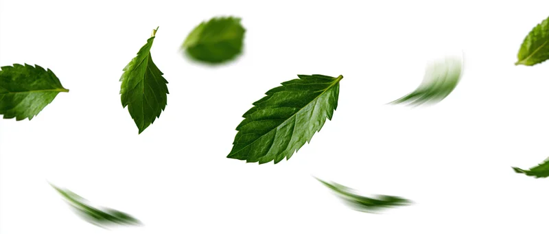 Green serrated leaves floating and spinning against a white background