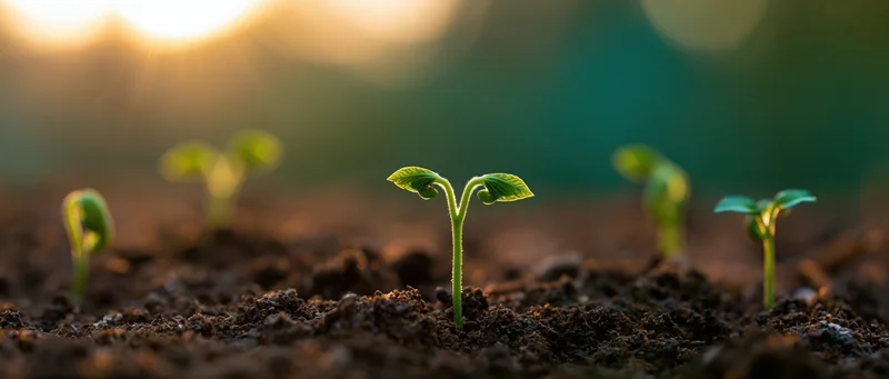 Small green seedlings sprouting from dark moist soil at sunrise