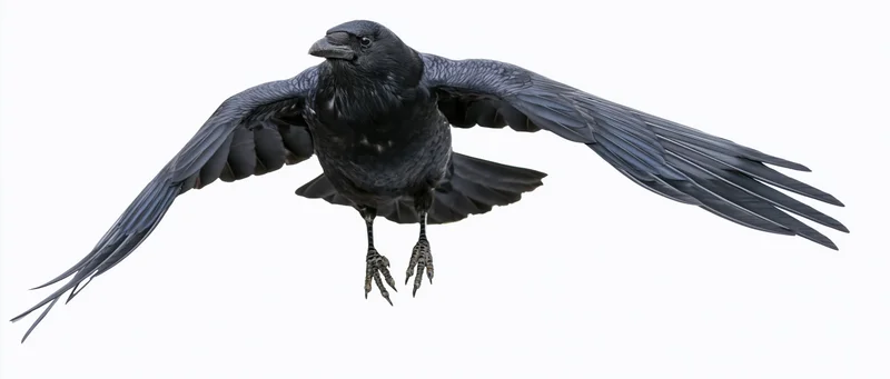 Crow in mid-flight with wings fully spread isolated on white background
