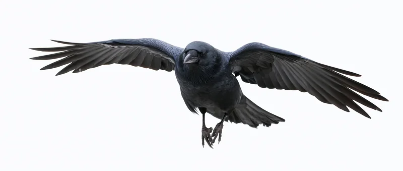 Crow in mid-flight with wings fully spread isolated on white background