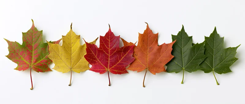 Six maple leaves arranged in a horizontal row on a white background showing color transition from green to red