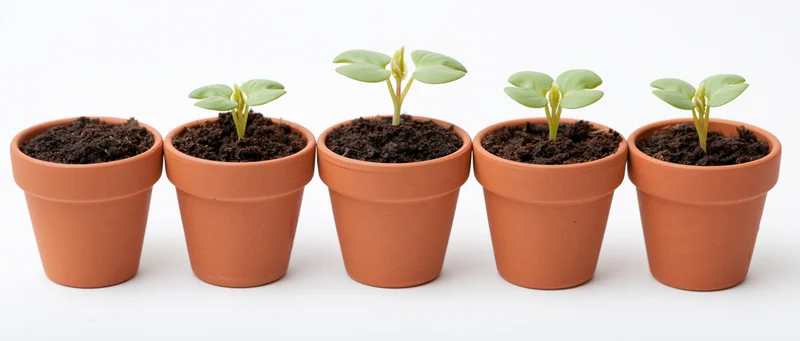 Five seedlings in terracotta pots arranged in a row on white background