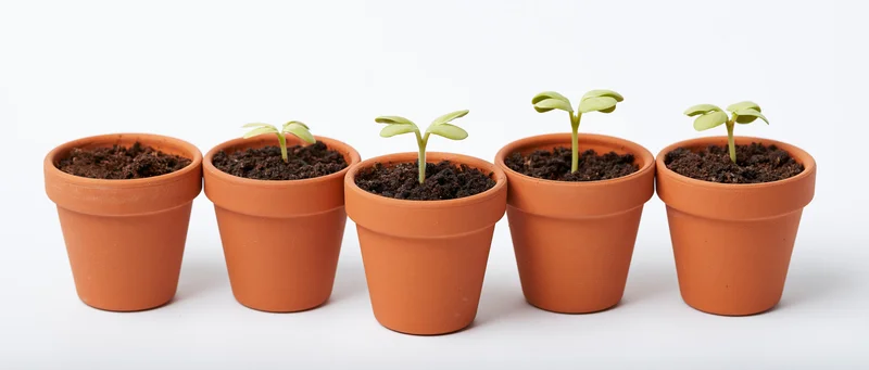 Five terracotta pots in a row each containing soil and a growing seedling, isolated on white background