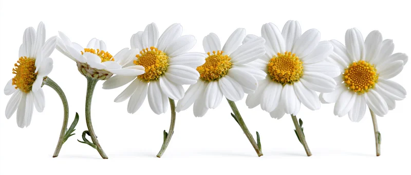 Six white daisy flower heads arranged in a horizontal row on a white background