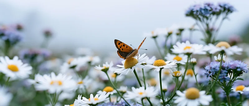 Copper butterfly perched on white chamomile bloom in a wildflower meadow