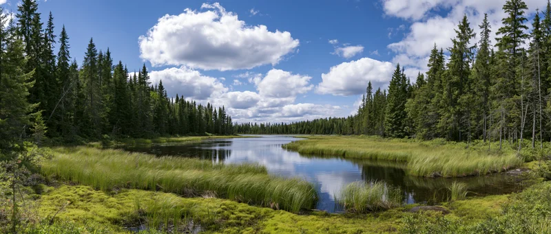 Small forest pond surrounded by spruce trees and tall marsh grass under a blue sky with white clouds