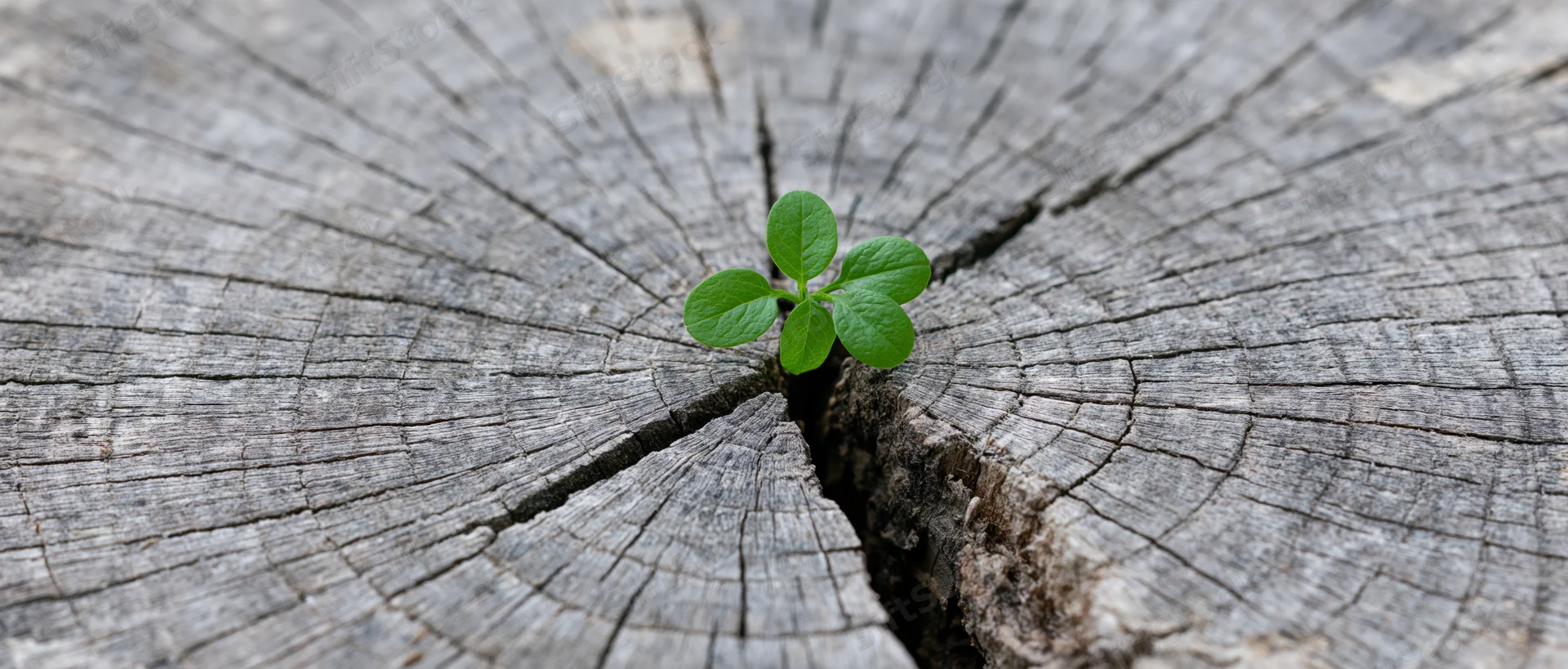 Small green seedling sprouting from a crack in a weathered tree stump