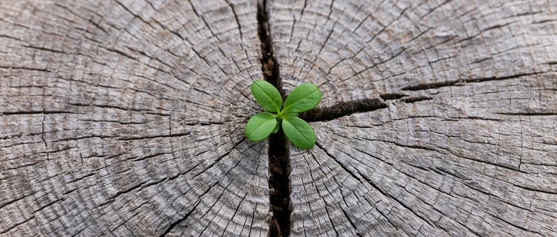 Small green seedling sprouting from a crack in a weathered tree stump