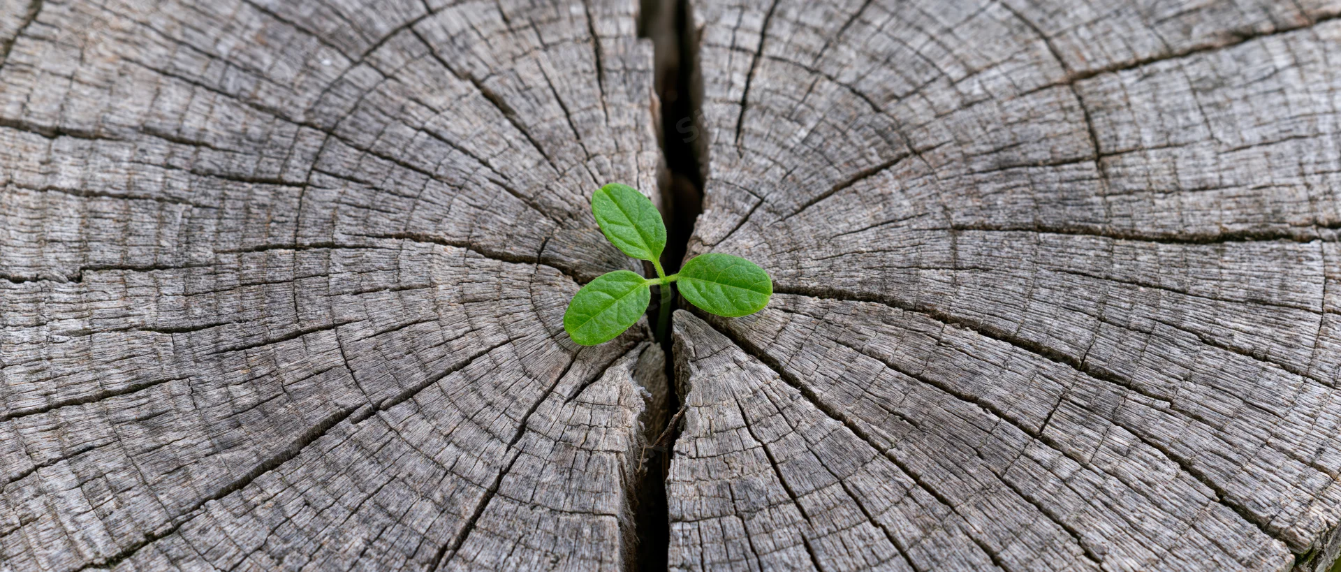 Small green seedling sprouting from crack in weathered tree stump