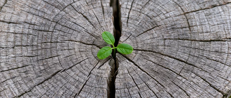 Small green seedling sprouting from crack in weathered tree stump