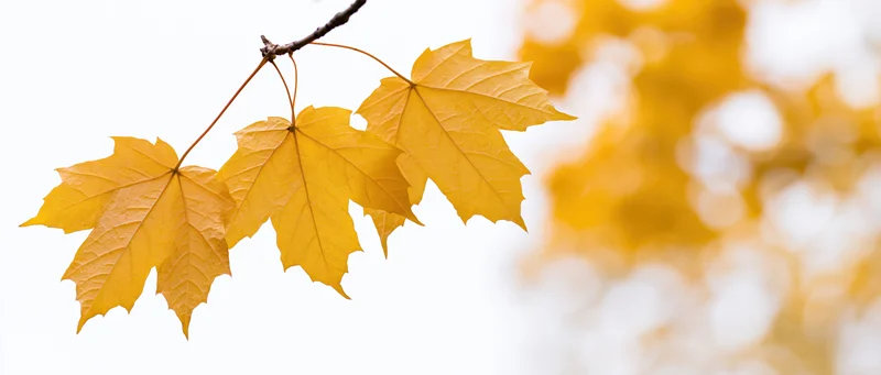 Maple branch with three golden-yellow autumn leaves against a soft white background