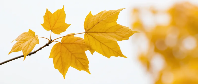 Maple branch with golden-yellow autumn leaves against a soft blurred background