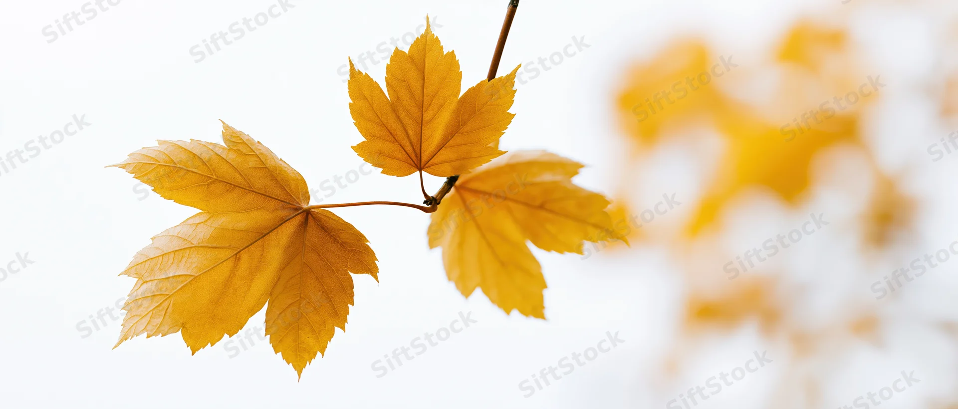 Maple branch with three golden-yellow autumn leaves against a soft white background