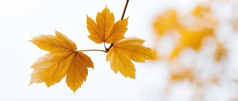 Maple branch with three golden-yellow autumn leaves against a soft white background