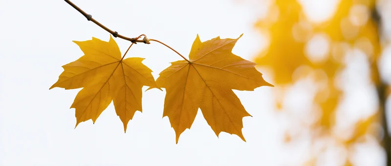Two golden maple leaves on a branch against a soft blurred autumn background