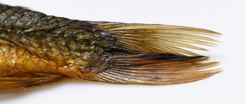 Smoked fish tail section isolated on white background