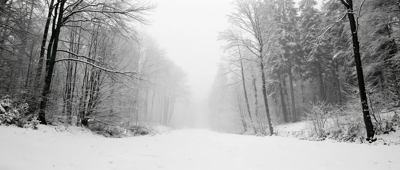Snow-covered forest path disappearing into dense fog between bare trees