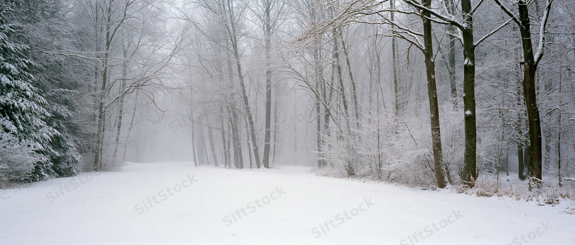 Snow-covered forest path disappearing into dense fog among bare trees