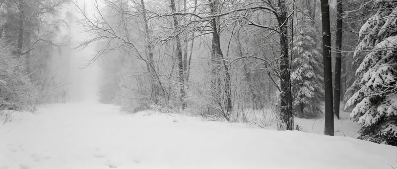 Snow-covered forest path winding through bare trees into dense fog