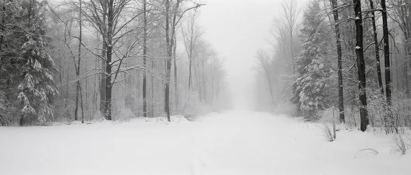 Snow-covered forest path disappearing into dense fog between bare trees