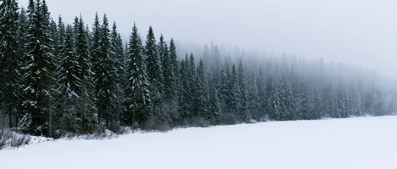Snow-covered spruce forest bordering a flat frozen meadow under overcast sky