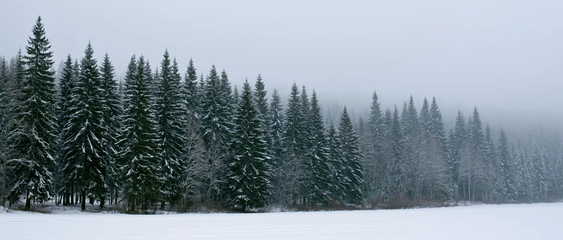 Snow-covered spruce forest along frozen meadow edge under foggy sky